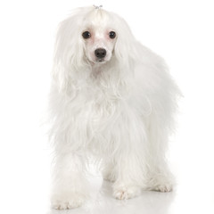 chinese crested dog in front of a white background