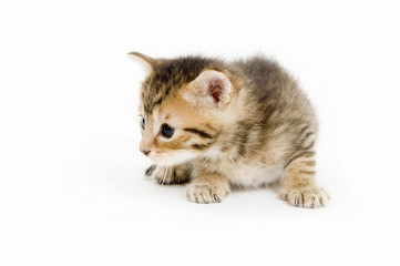 Obraz premium A small kitten laying and looking to the right 