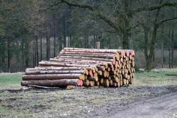 Holz