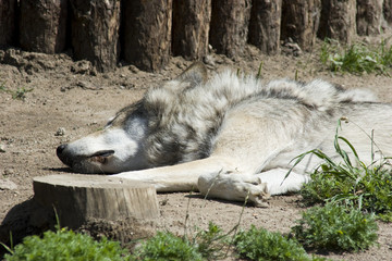 Canis lupus