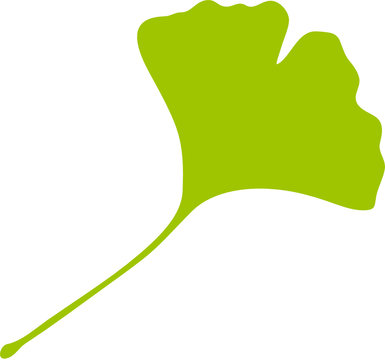 Ginkgo