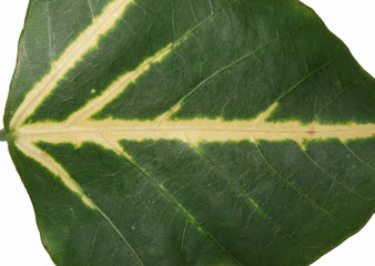 Green and yellow leaf in close