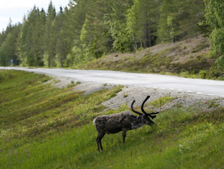 reindeer dangerously close to the road and the traffic