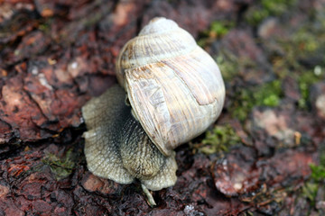 Weinbergschnecke