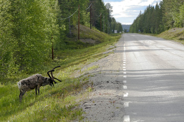 reindeer dangerously close to the road and the traffic