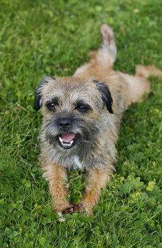 english border terrier relaxing in the grass on a summer day