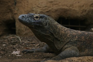 Obraz premium komodo dragon 2