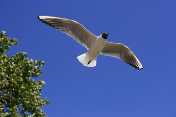 Seagull flying on the blue sky and green plants