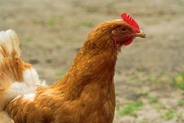 Huhn