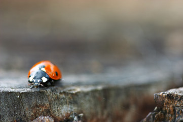 Macro shot of ladybug