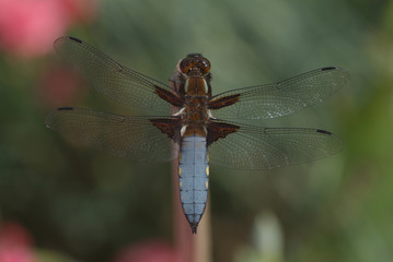 Großlibelle