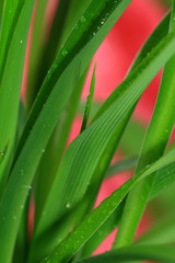Green grass with water drops on pink background
