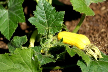 Summer squash growing on avine