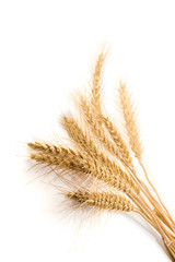 wheat isolated on white