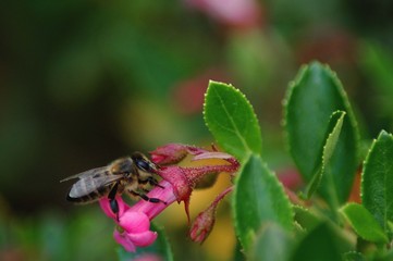 Abeja en Flor Rosa