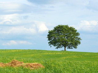 Fototapeta na wymiar alter Baum