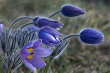 group of pulsatillas in wind
