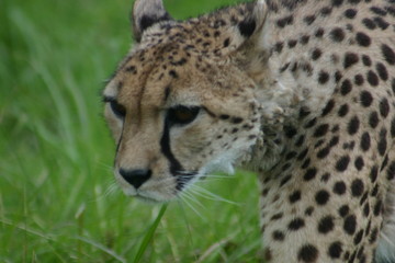guepard