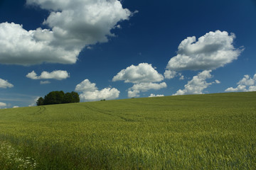 Green field