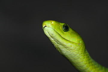 Close-up photograph of green mamba  