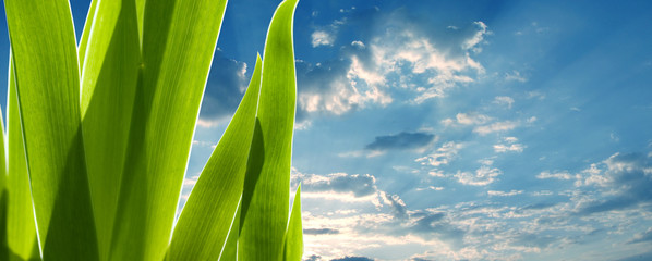 green leaves on the sky background. Environmental concept