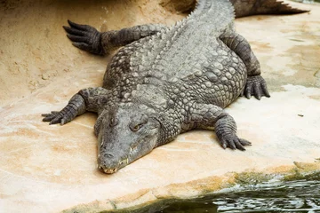 Tableaux ronds sur aluminium Crocodile crocodile