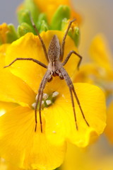 araignée sur une fleur jaune