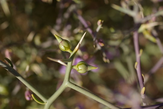 Fruit de Zilla spinosa