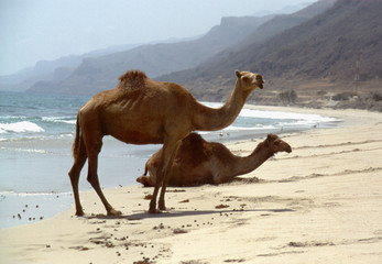 Strandkamele im Oman