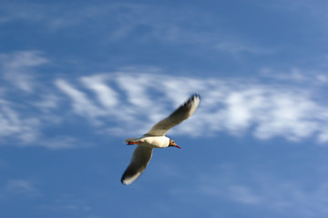 Obraz premium flying seagull on blue sky with blured wings
