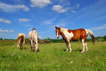 Rural scene in belgium,  horses grazing in the meadow  