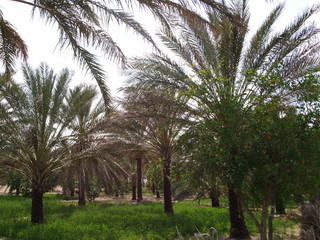 Palmeraie