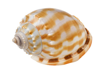 Sea shell isolated on white - image05. Clipping path included.