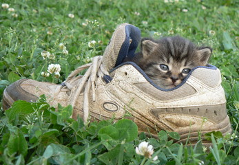Kitten in the shoe