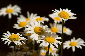 Fototapeta premium flowers looking from dark