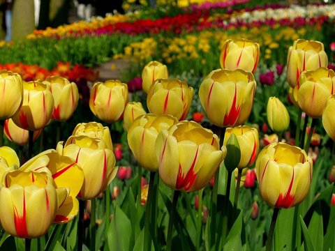 Tulipanes Holandeses 3 (Amarillos)