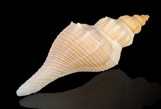 Sea shell isolated on black - image10. Clipping path included.