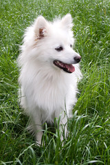 Cute white female german spitz posing in green grass