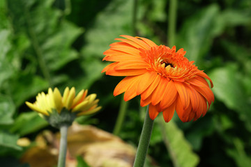 Beautiful flowers - bred in glasshouse