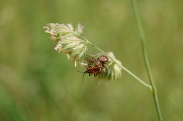 predation arachnidee