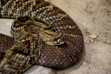 Fototapeta premium Rattlesnake