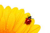 Ladybird