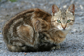 chat recroquevillé