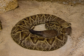 Rattlesnake