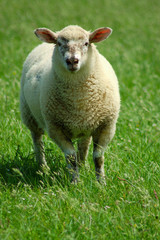 Naklejka na ściany i meble Schaf auf einem Feld