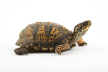 Adult Eastern Box Turtle  (Terrapene carolina carolina) 