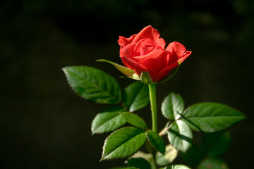 Red rose isolated in dark green background