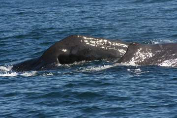 Fototapeta premium Two whales diving together