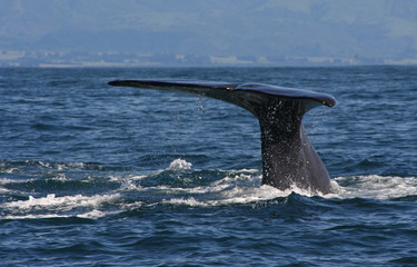 Whale diving 1