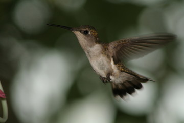 Fototapeta premium Hummingbird